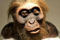 Houston Museum of Natural Science Digital Tour thumbnail 6