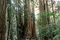 San Francisco Muir Woods and Sausalito Tour 5 hr thumbnail 1