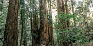 San Francisco Muir Woods and Sausalito Tour 5 hr
