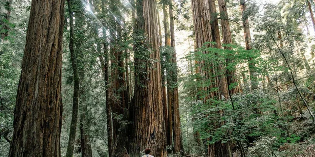 San Francisco Muir Woods and Sausalito Tour 5 hr - Image 1