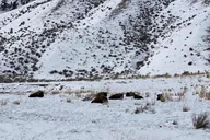 North Yellowstone National Park Winter Excursion thumbnail 3