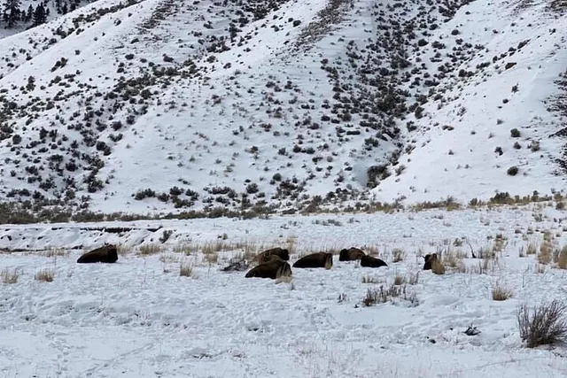 North Yellowstone National Park Winter Excursion - Image 3