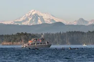 Orcas Island Whale Watching Tour thumbnail 1