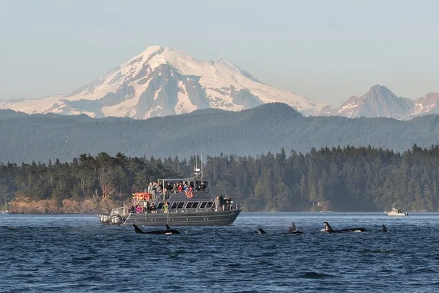 Orcas Island Whale Watching Tour - Image 1