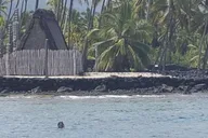 Kona Snorkel Adventure at Captain Cook Monument 4 hr thumbnail 6