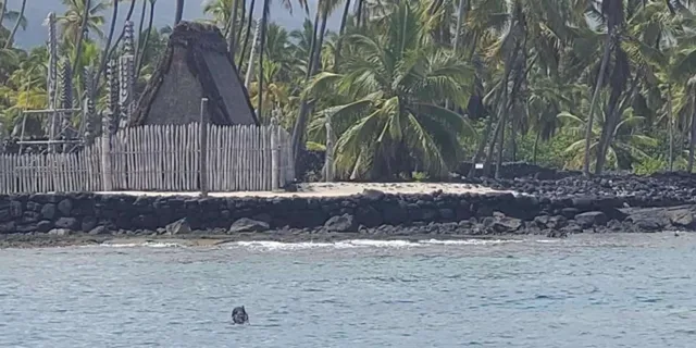 Kona Snorkel Adventure at Captain Cook Monument 4 hr - Image 6