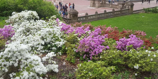 New York Central Park Walking Tour - Image 5
