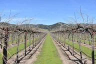 Napa Valley Bike Tour with Wine Stops 4 hr thumbnail 4