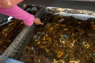 Boston Seafood Tasting and History Tour thumbnail 6