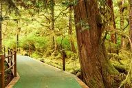 Ketchikan Jet Boat Tour with Rainforest Walk thumbnail 5