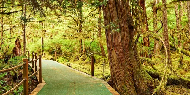 Ketchikan Jet Boat Tour with Rainforest Walk - Image 5