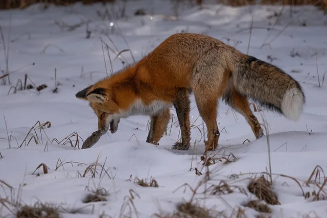 Yellowstone Wildlife Tour - Image 5