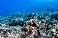Honolulu Scuba Diving Experience thumbnail 4