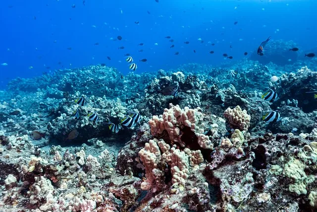 Honolulu Scuba Diving Experience - Image 4