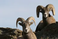 Yellowstone Wildlife Tour in Lamar Valley thumbnail 5