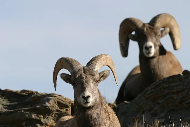 Yellowstone Wildlife Tour in Lamar Valley - Image 5