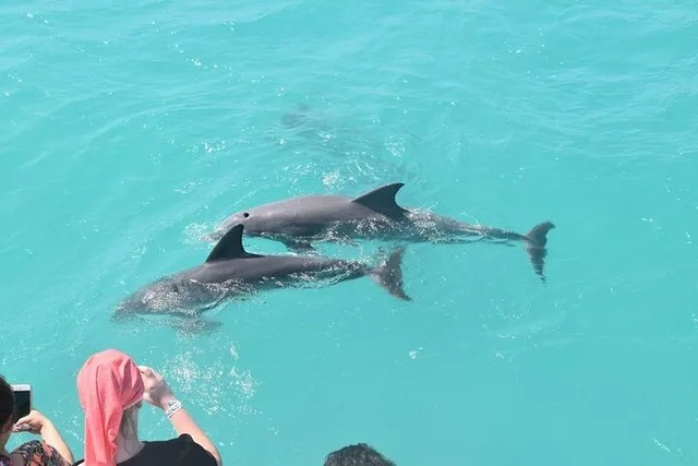 Key West Dolphin Safari - Image 6