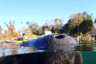 Crystal River Manatee Snorkel Tour thumbnail 5