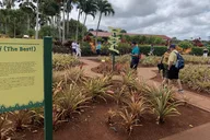 Oahu Tour Dole Plantation and Northshore thumbnail 6