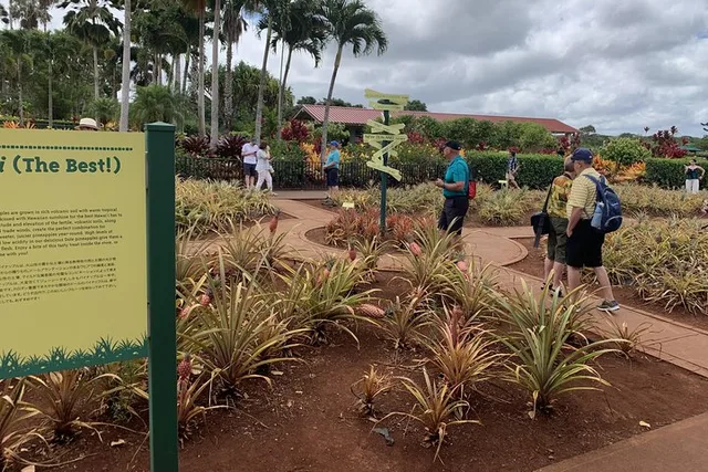 Oahu Tour Dole Plantation and Northshore - Image 6