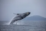 Hoonah Whale-Watching Tour thumbnail 4