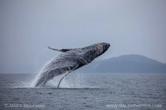 Hoonah Whale-Watching Tour - Image 4