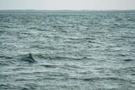 Hilton Head Sunset Dolphin Cruise thumbnail 2