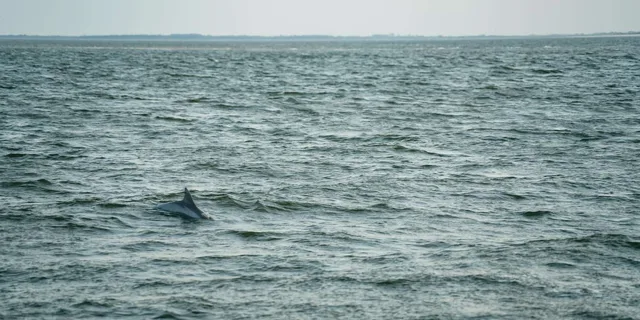 Hilton Head Sunset Dolphin Cruise - Image 2