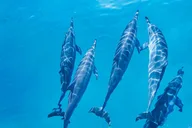 West Oahu Dolphin and Turtle Swim Tour thumbnail 1