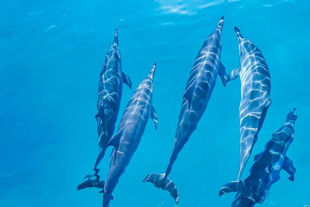West Oahu Dolphin and Turtle Swim Tour - Image 1