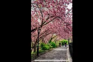 New York Central Park Rickshaw and Boat Tour thumbnail 2