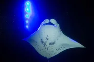 Kona Manta Ray Night Snorkel thumbnail 3