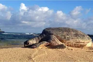 Poipu Self-Guided Island Adventure thumbnail 6