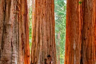 San Francisco Yosemite Giant Sequoias Day Tour thumbnail 1