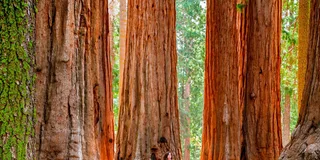 San Francisco Yosemite Giant Sequoias Day Tour