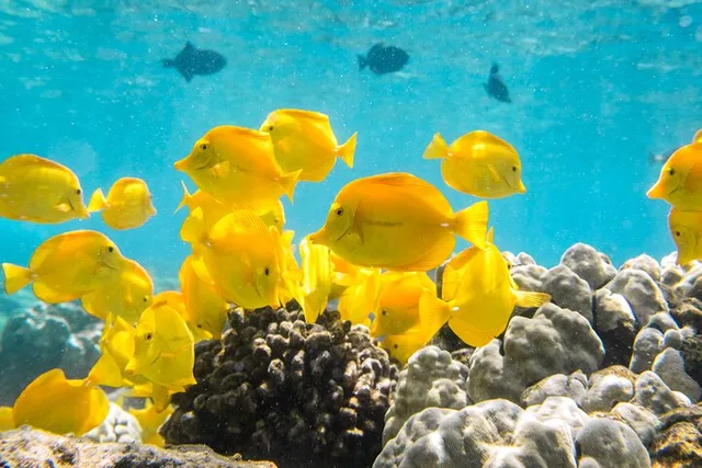 Captain Cook Snorkel Tour at Kealakekua Bay - Image 2