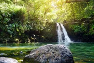 Maui Rainforest and Waterfall Walk & Swim thumbnail 1