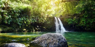 Maui Rainforest and Waterfall Walk & Swim