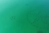 Destin Reef Snorkeling Adventure thumbnail 2