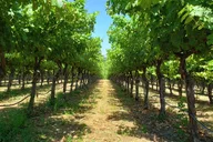 Napa or Sonoma County Vineyard Tour 8 hr thumbnail 3