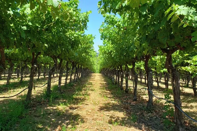 Napa or Sonoma County Vineyard Tour 8 hr - Image 3