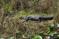 Miami Everglades Airboat Tour with Guide thumbnail 5
