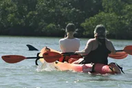 Naples Mangrove Kayak Tour thumbnail 5
