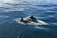 California Whale Watching and Fishing Excursion thumbnail 3