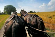 Philadelphia and Amish Country Day Trip from NYC thumbnail 4