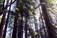 San Francisco Muir Woods and Hop-On Hop-Off Tour thumbnail 3