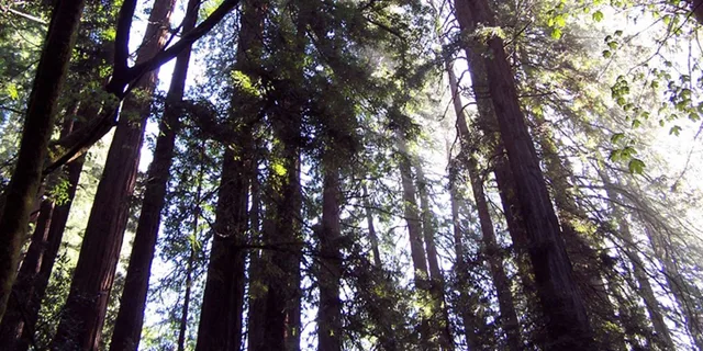 San Francisco Muir Woods and Hop-On Hop-Off Tour - Image 3