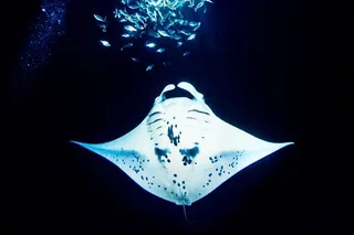Kailua-Kona Manta Ray Night Snorkel