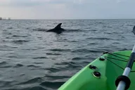 Virginia Beach Dolphin Kayak Tour thumbnail 4