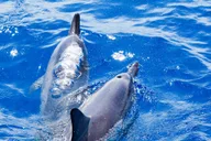 Maui Snorkeling Adventure at Molokini and Turtle Sites thumbnail 5